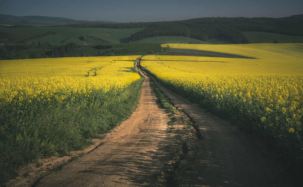 Rapeseed fields in the Moravia Region